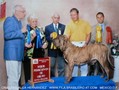 In Memorian - Fila Brasileiro Tigrado - Canil Singular - Podiuns
